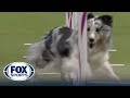 Best of 2023 masters agility championships from westminster kennel club  fox sports