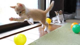 子猫はたくさん転がってきたボールにテンション爆上がり赤ちゃん猫　保護猫