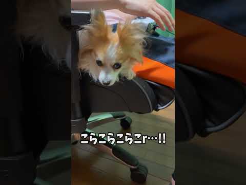 絶対に降りたい愛犬と、絶対に降ろしたくない飼い主【耳の小さなパピヨン犬】