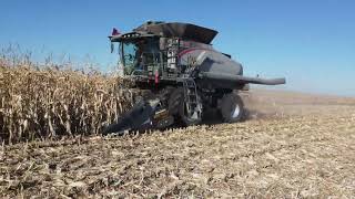 Gleaner Corn Harvest S98 in Manitoba 2022