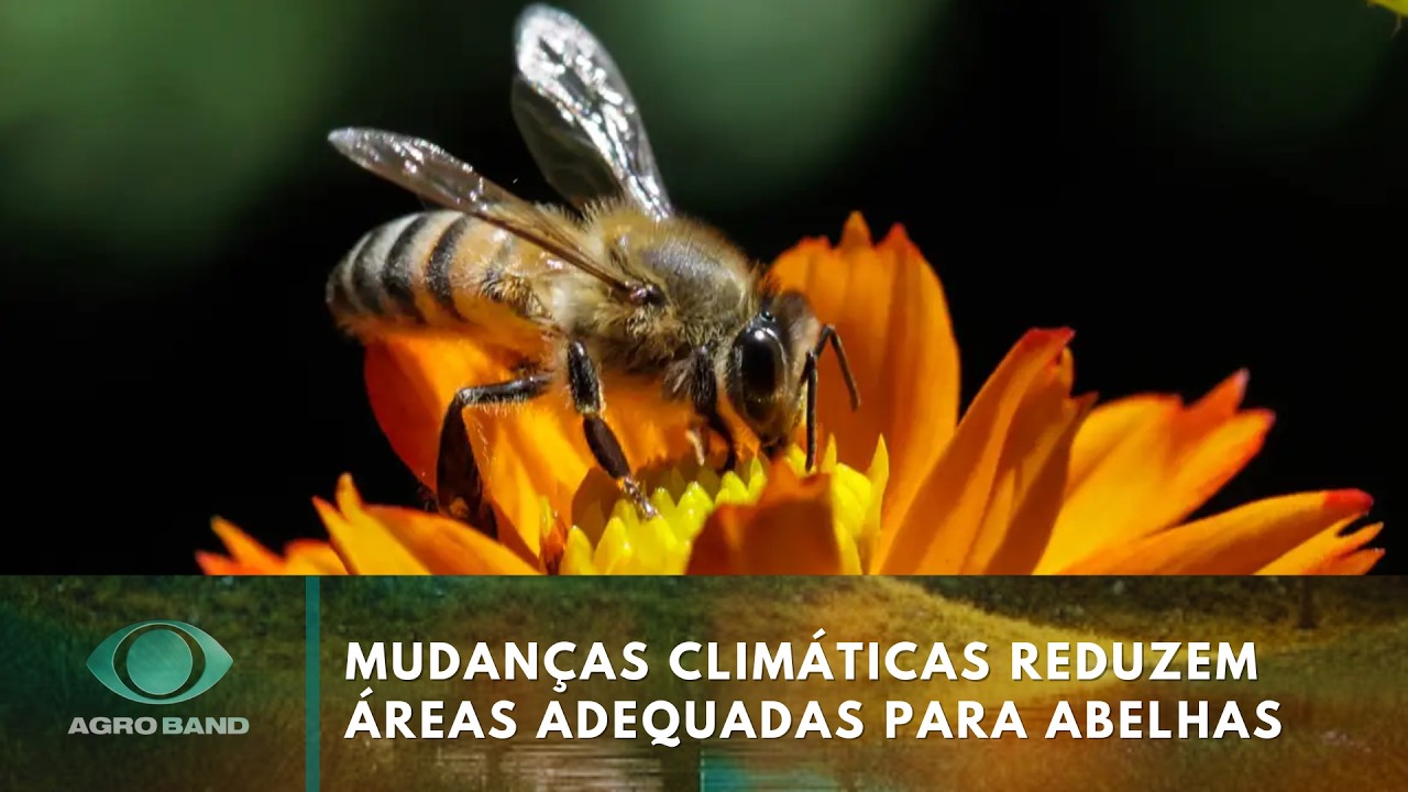 Giro Brasil: mudanças climáticas podem reduzir áreas adequadas para abelhas | Agro Band