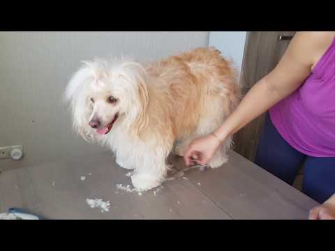 Video: Hur Man Tar Hand Om En Kinesisk Crested Hund
