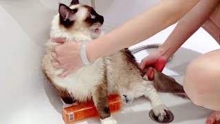 第一次洗澡的布偶猫大喊救命嗓子都叫哑了也没能逃出主人魔掌 李喜猫