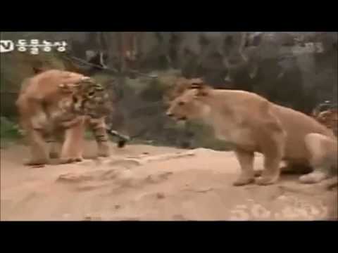 lions-vs-tigers-brutal-fight-compilation