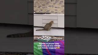 Napsın Çom I Şfettedüş