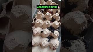 DARKLING BEETLES FOR SUPERWORMS BREEDING
