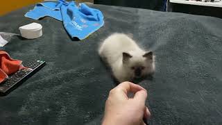 Seal point ragdoll kitten zoomies