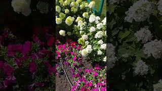 Цветущие Гортензии И Петуния #Дача #Гортензия #Гортензии #Петуния  #Flowering #Flower #Garden