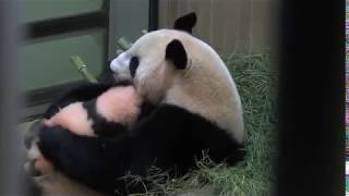 シャンシャン公開 かわいい画像と動画 なぜパンダなのにピンク色なの 緑茶time シャンシャン公開 かわいい画像と動画 なぜパンダなのにピンク色なの 緑茶time