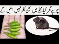 Rat killer  rat killer home remedies  chohay marne ka totka  rat killer poison  rat kill