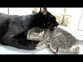 子猫がクロに甘えておっぱいを探していただけなのに…