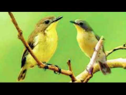 suara pikat remetuk laut betina panggil jantan ampuhhh...