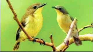 suara pikat remetuk laut betina panggil jantan ampuhhh...