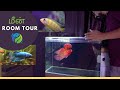 My fish tanks updates  flowerhorn tank  tamil  ep  173