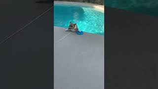 Hardy the Corgi Trying to Pick up Frisbee Falls into Pool || ViralHog