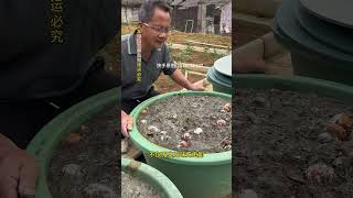 Since learning how to make organic #OrganicFertilizer #HomegrownNaturalGreenVegetables #Composting
