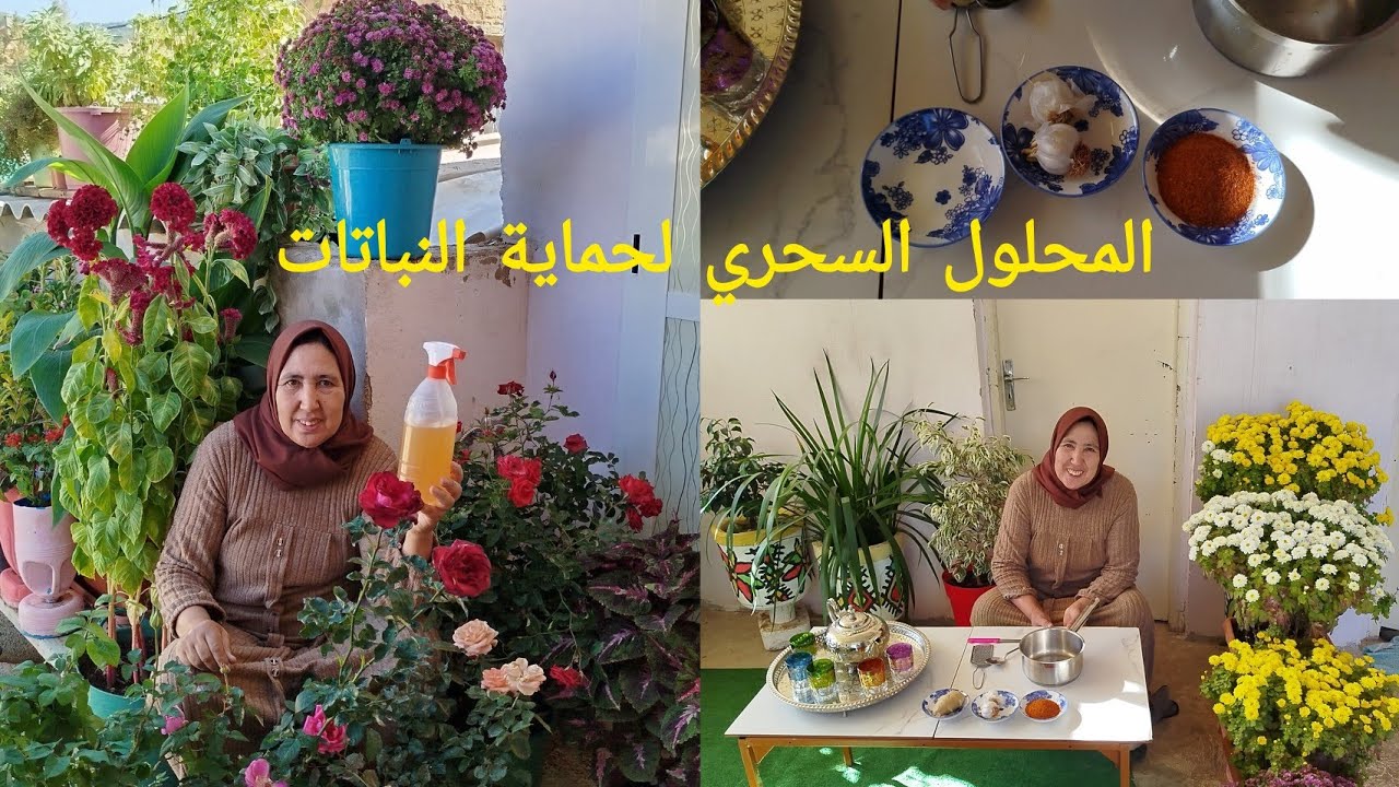 علاج ووقاية النباتات فهاد الفصل بمحلول سهل بثلاث مكونات مجانية متواجدة فمطابخكم والطريقة ولا أسهل 