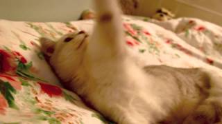 Dirty dubstep cat