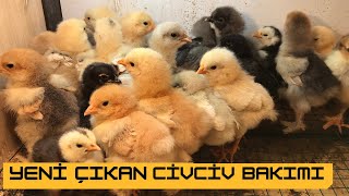 İlk 1 Hafta Ci̇vci̇v Bakimi Nasil Olur? Civcivler Ne Durumda?
