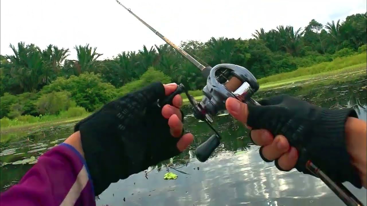 Casting gabus di rawa terbengkalai