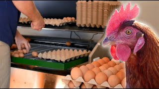 Food & Beverage Case Study || Little Farm Eggs