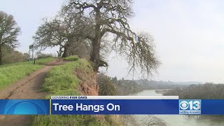 Old tree hangs on in Fair Oaks