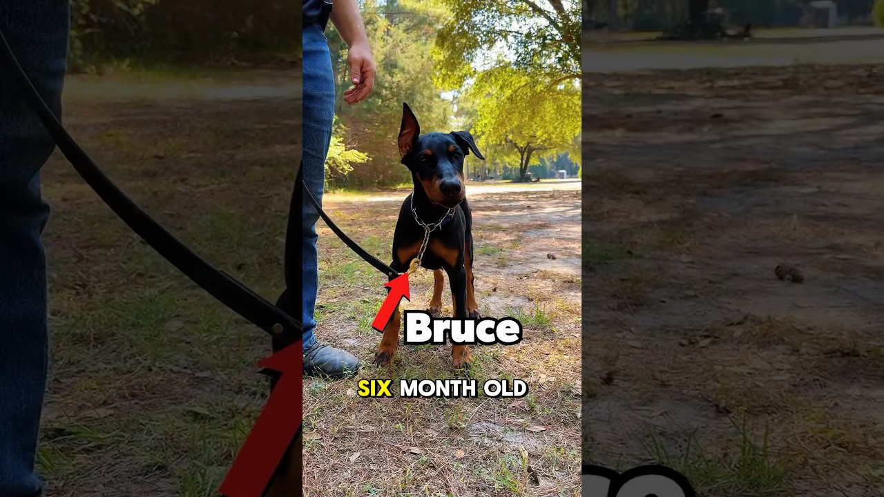 Training with a Doberman Puppy #doberman