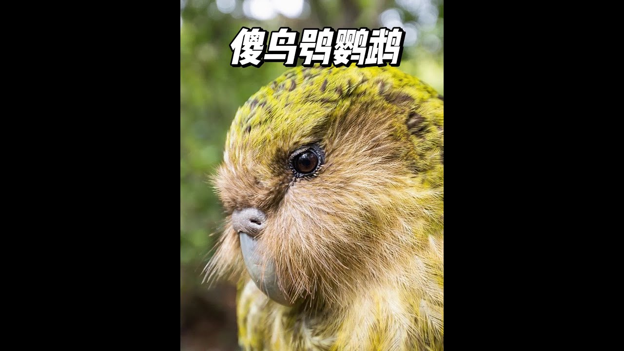 傻鸟王中王,鸮鹦鹉!这才是把自己傻灭绝的鸟 #鸮鹦鹉 #鹦鹉 #鸟 #神奇动物在抖音 #动物的迷惑行为 - YouTube