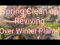 Preparing over winterized plants for the season ahead