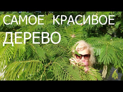 Самое лучшее дерево для дачи. Как сажать альбицию