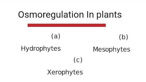 Osmoregulation in Plants || (a) Hydrophytes (b) Mesophytes (c) Xerophytes