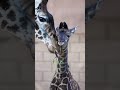 Baby Giraffes 🦒