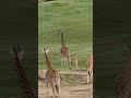 Baby Giraffes 🦒