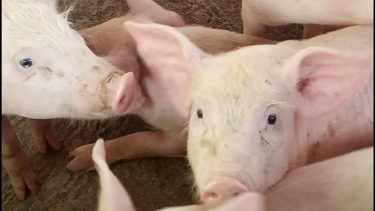 Usaha Ternak Babi Yang Menguntungkan 