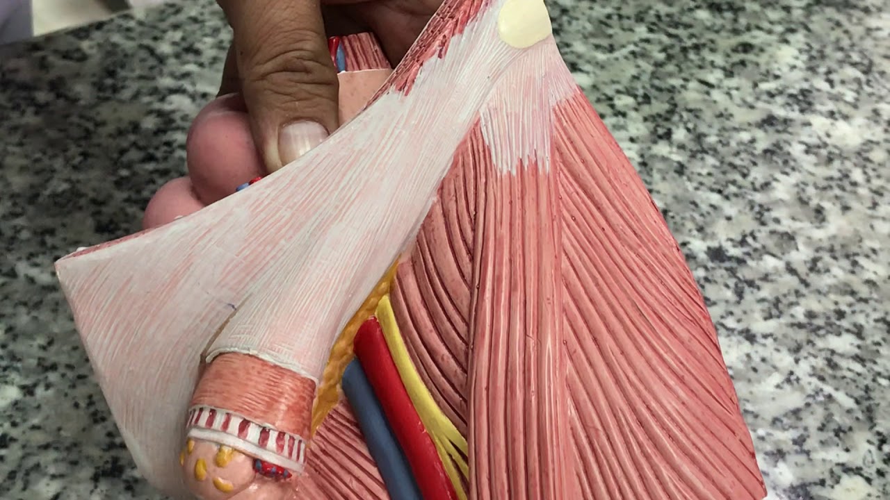 Giải phẫu vùng bẹn TVU