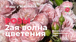 картинка: Вторая волна цветение роз🌹в саду у KUKUROSA