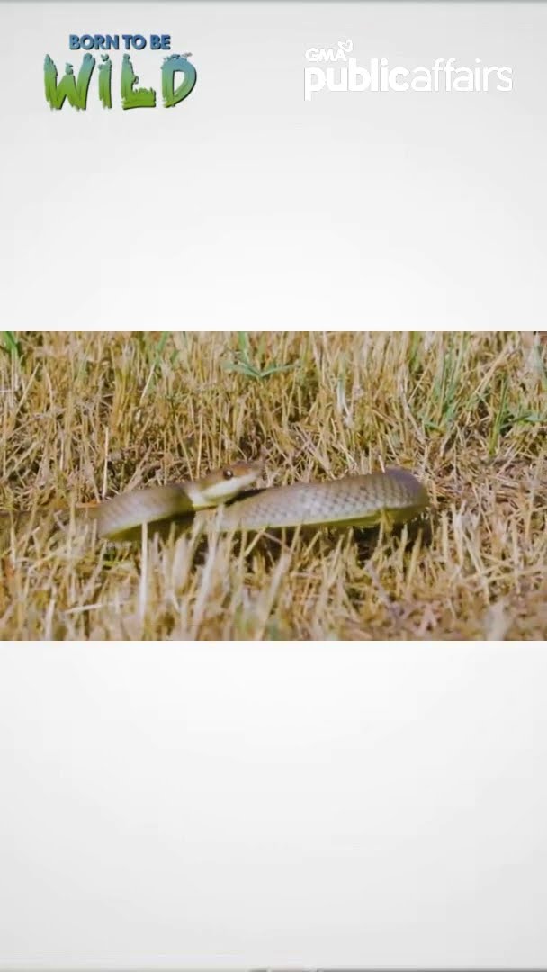 Ahas, nagtago sa lawin! #shorts | Born To Be Wild