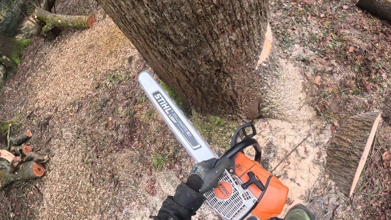 DÉMONTAGE D'UN GROS FRÊNE STIHL 261 ET 661