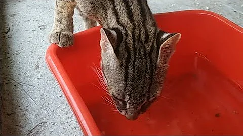 Watch the video about Update pure breeding asian leopard cats 27 Januari 2021