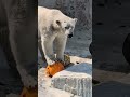 二年前はこぐまだったけど大きくなっても遊びすぎて🤣🤣🤣