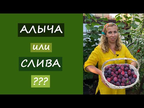 Видео: Что такое желтая яичная слива – узнайте об уходе за европейской сливой «желтое яйцо»