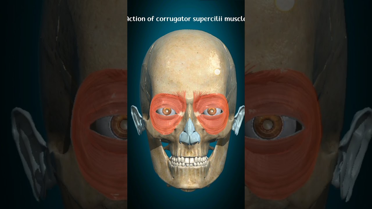 function of corrugator supercilii muscle