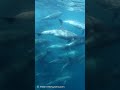 半道海豚/ハンドウイルカの大群🐬