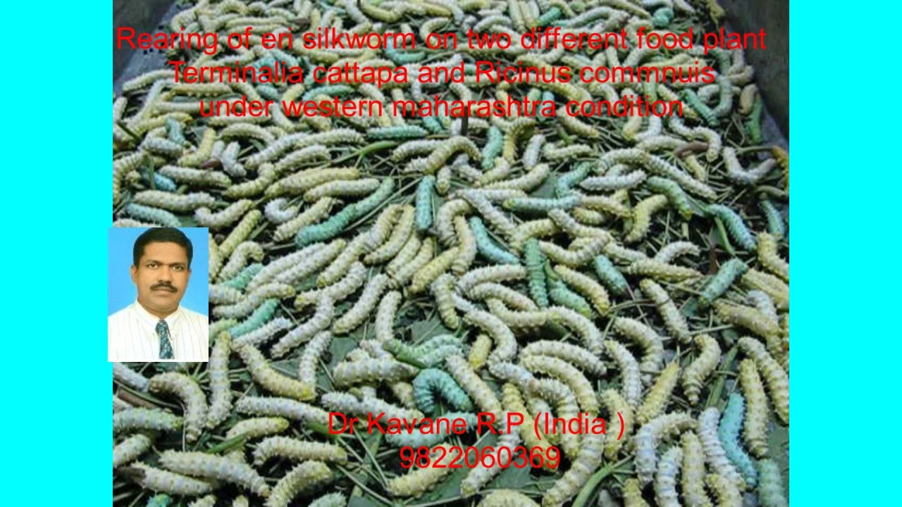 Rearing of Eri silkworm on terminalia cattapa and ricinus commnuis .,         Dr. Kavane R P.