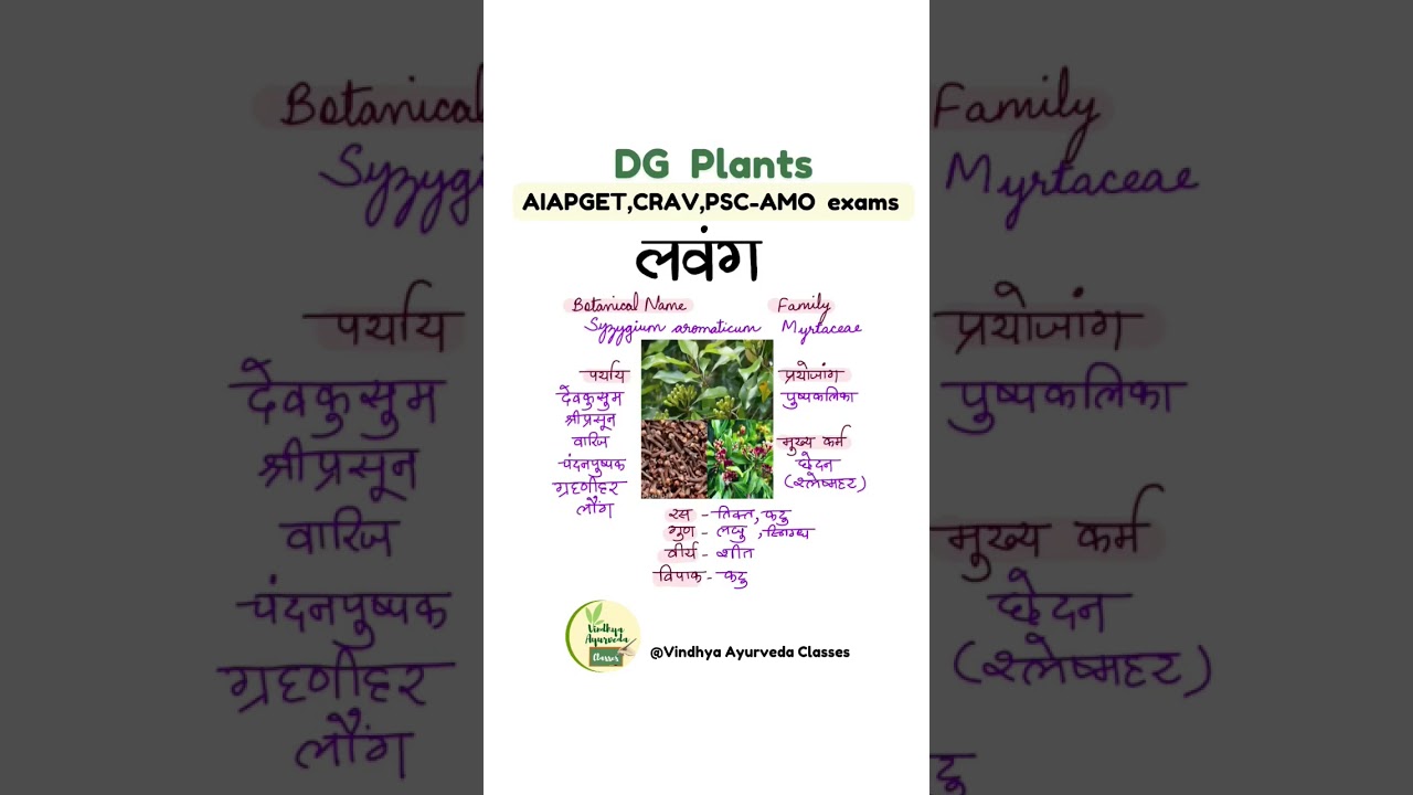 Lavang_DG medicinal plant