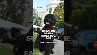 Sunny, the Obama family dog, dies