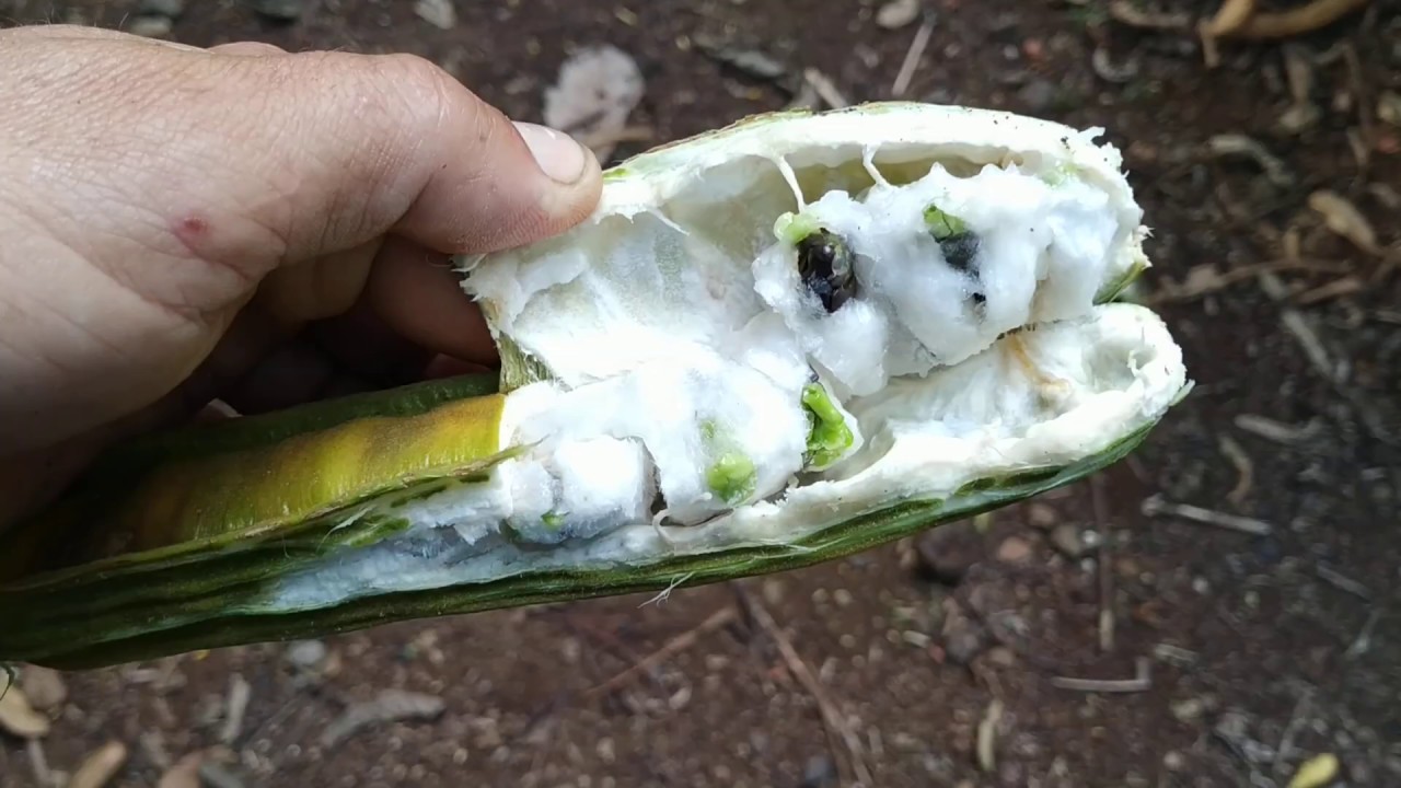 Ice Cream Bean (Inga edulis or feuillei) in Tenerife