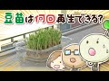 豆苗は何回再生できる？【村上農園 自由研究部】