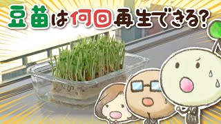 豆苗は何回再生できる？【村上農園 自由研究部】