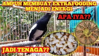 Ini Rahasia Loh Kacer Body Kecil Perawatan Burung Kacer 